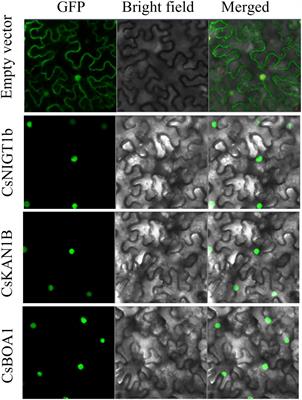 Genome-Wide Identification and Characterization of GARP Transcription Factor Gene Family Members Reveal Their Diverse Functions in Tea Plant (Camellia sinensis)